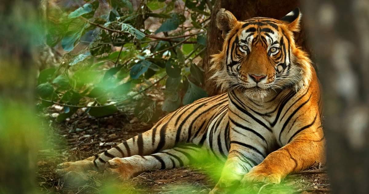 India's Tiger Population Has seen A Positive Growth