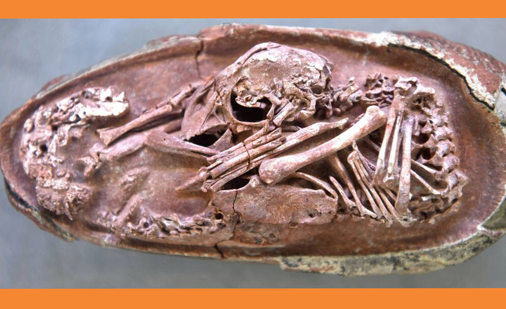 ৭২ মিলিয়ন বছর পুরোনো ডাইনোসরের ভ্রূণের জীবাশ্ম মিললো চীনে